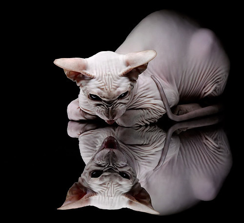 加克波接管世界排名争夺战，南非粉碎比利时书写历史新篇